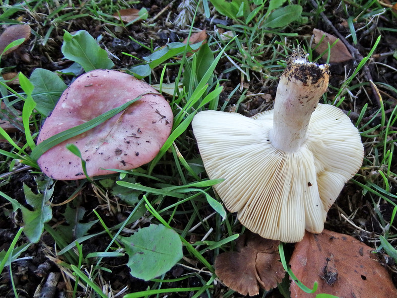 Гигантско бяло лице