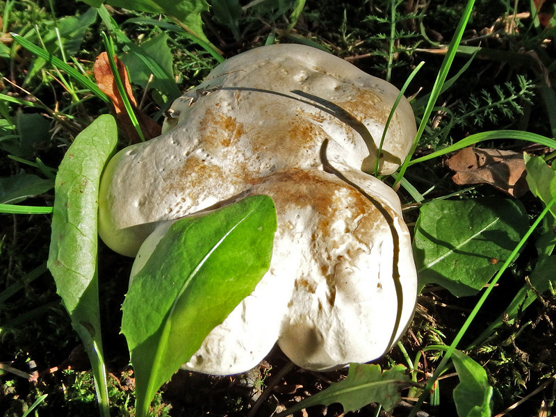 Белоглава жена