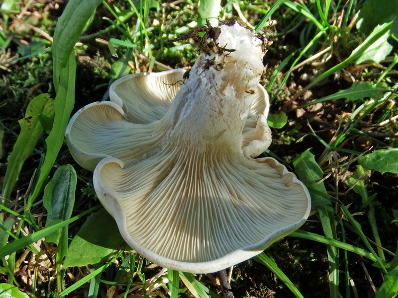 Белоглава жена