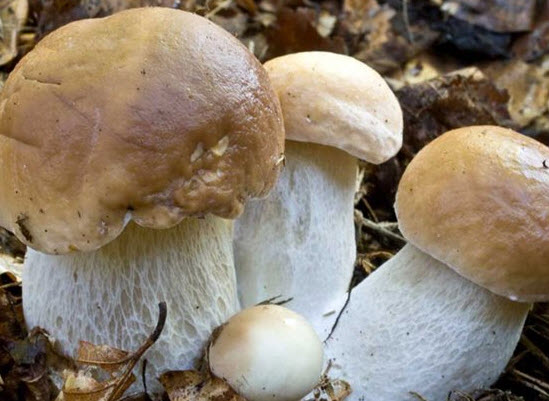 CEP