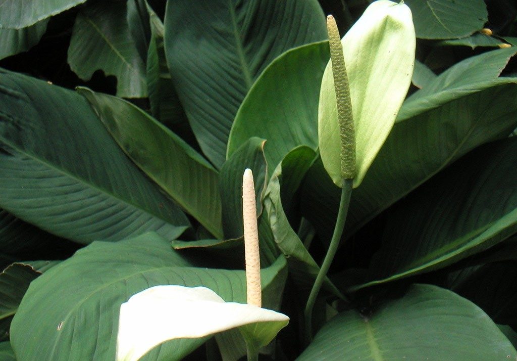 Spathiphyllum Helix