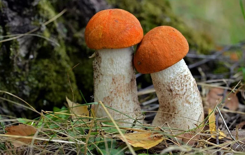 orange-cap boletus