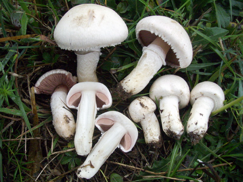 champignon