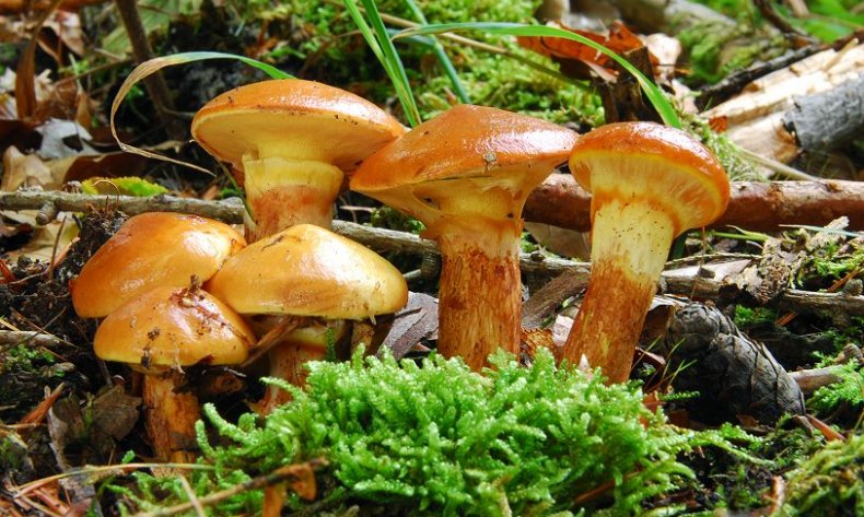 жълт манатарки