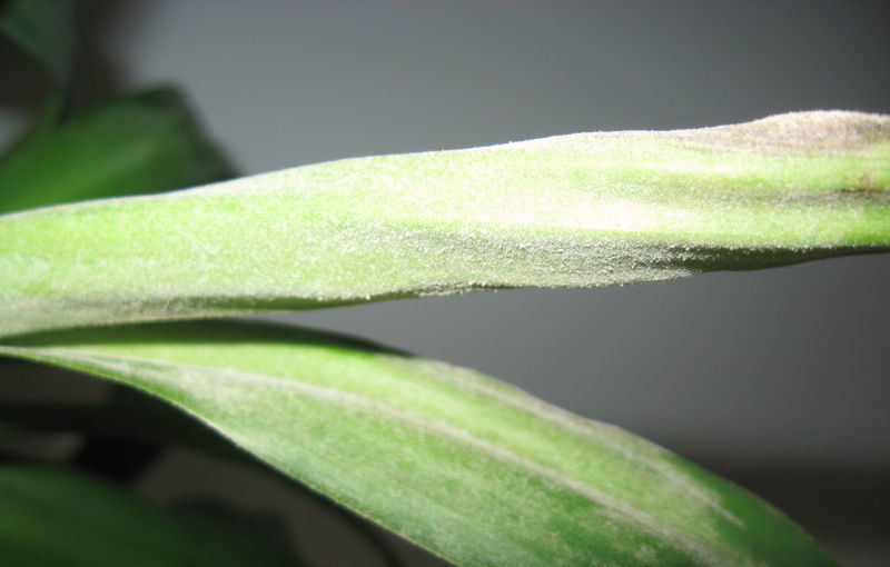 Брашнеста мана