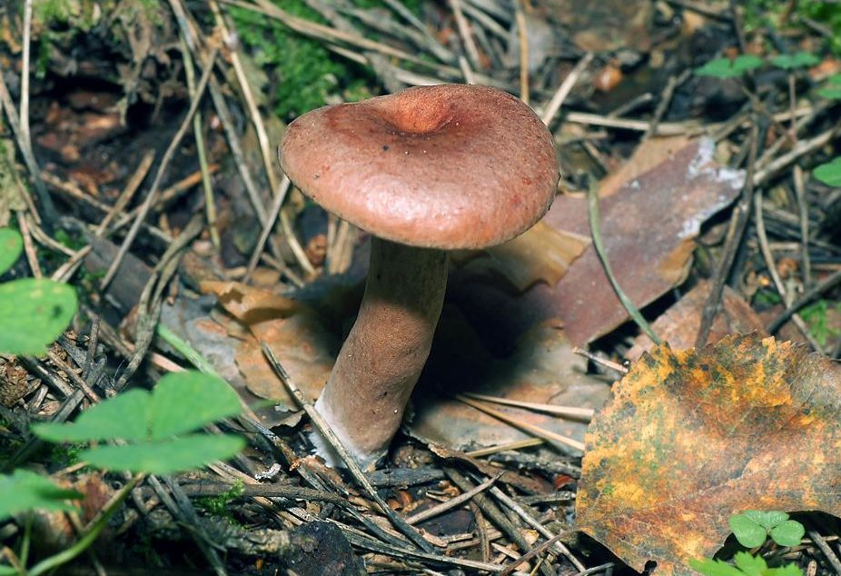 Lactarius Rufus