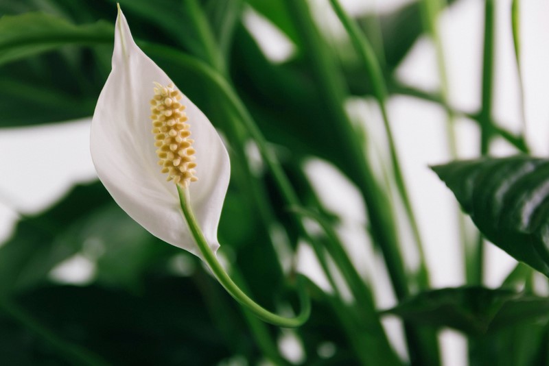 Spathiphyllum