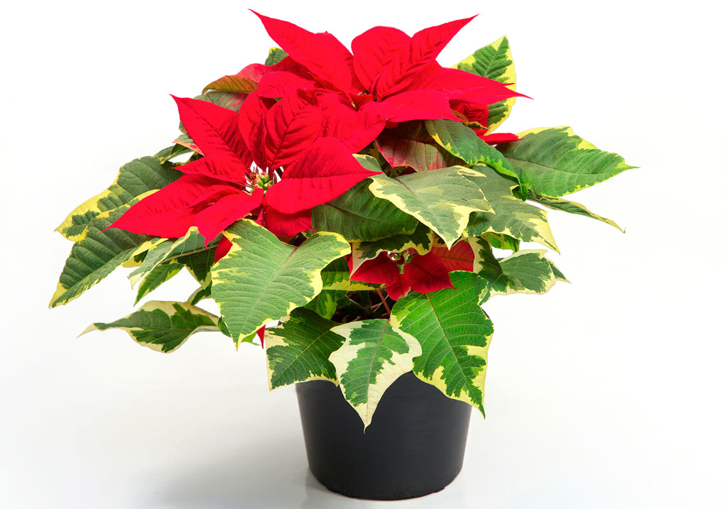 poinsettia