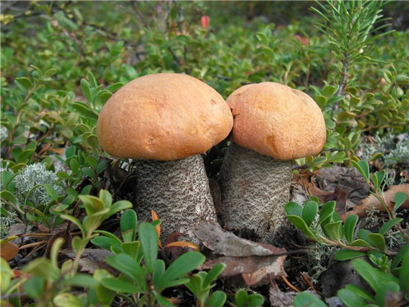orange-cap boletus