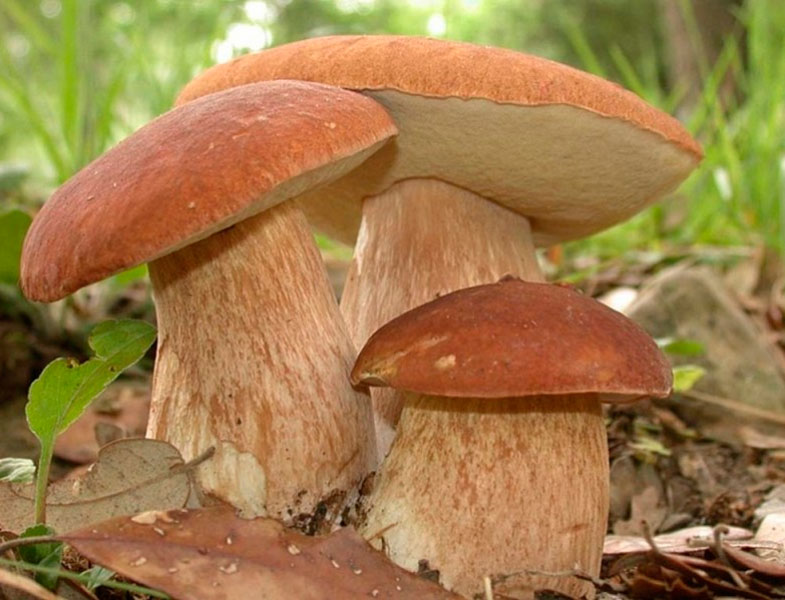 CEP