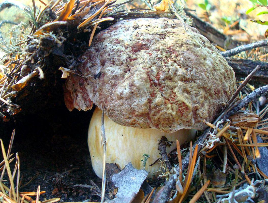 CEP