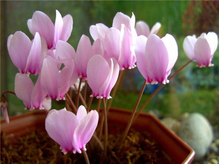 Европейски цикламени