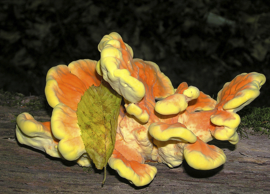 Тънкова фуния сярно жълта