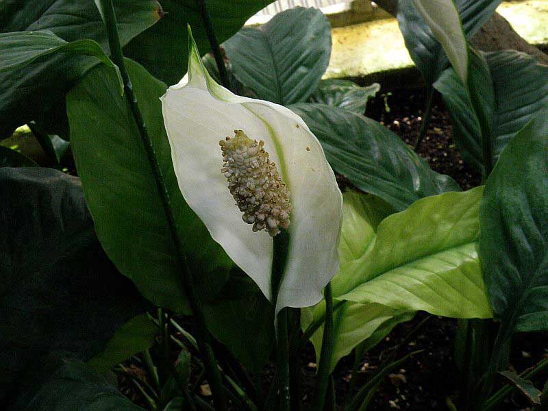 Spathiphyllum rijkbloeiend
