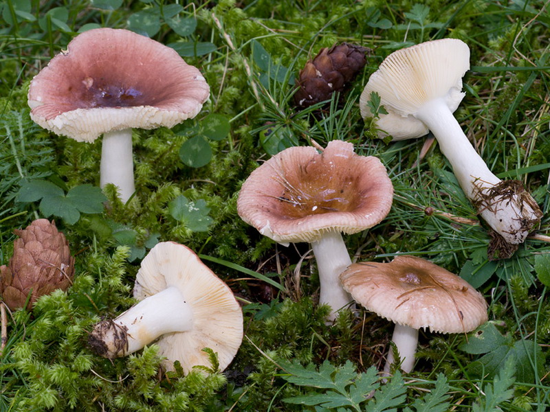 Russula