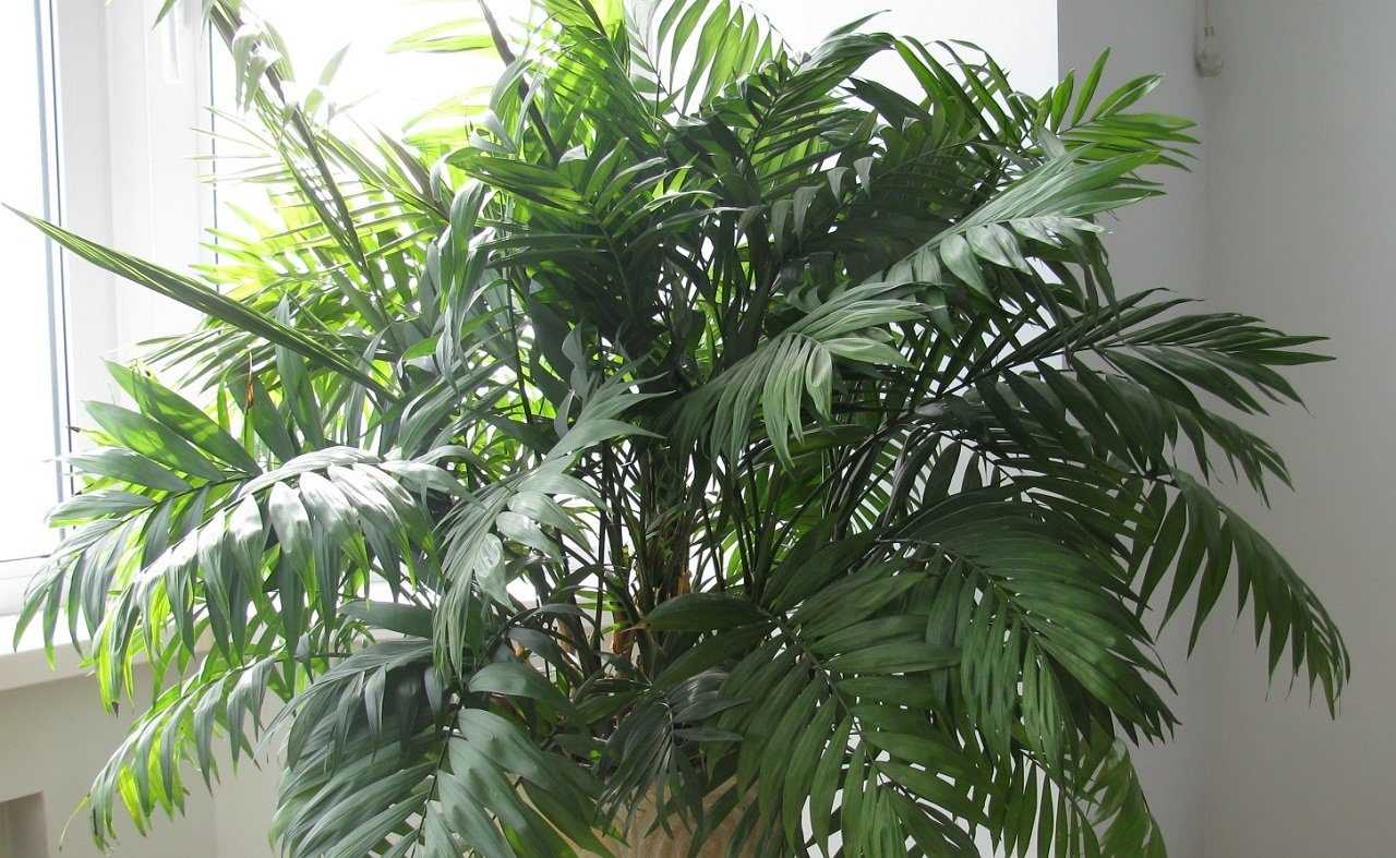 Вътрешна длан