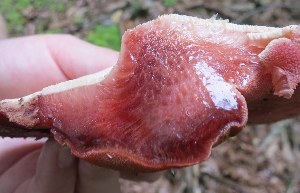 Чернодробни гъбички