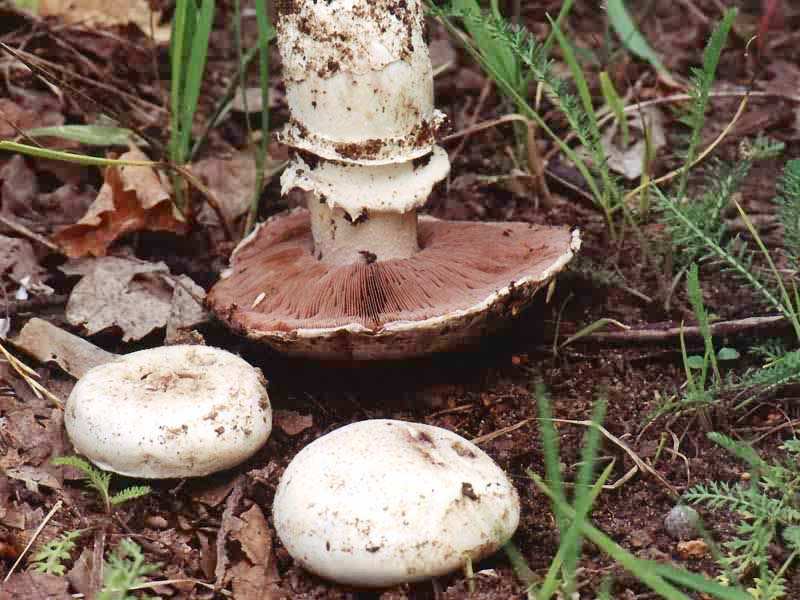 champignon