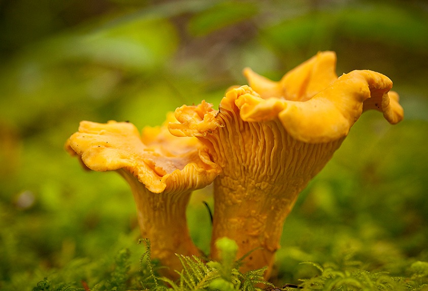 chanterelle