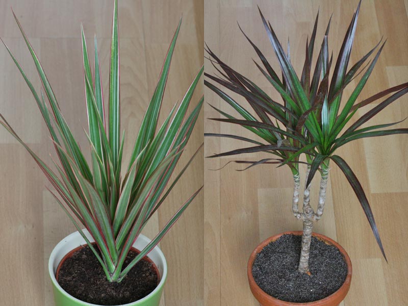 Dracaena