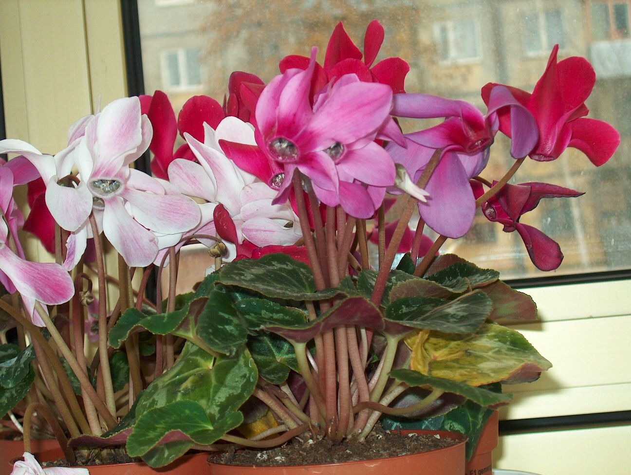 Персийски цикламени