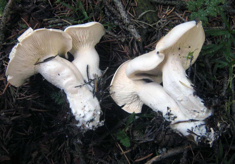 Белоглава жена