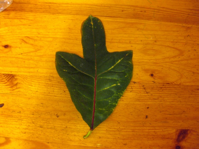 Размножаване чрез апикални резници