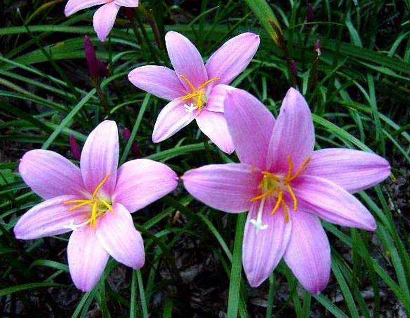 zephyranthes