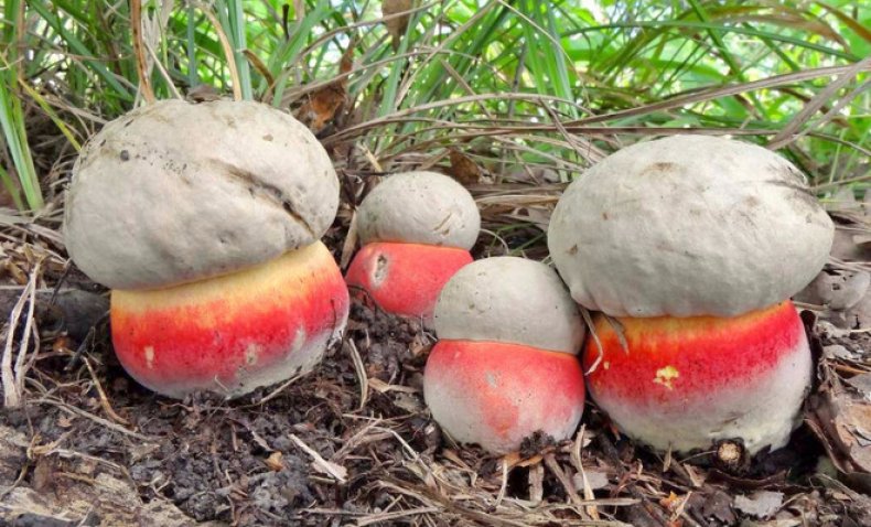 Сатанинска гъба