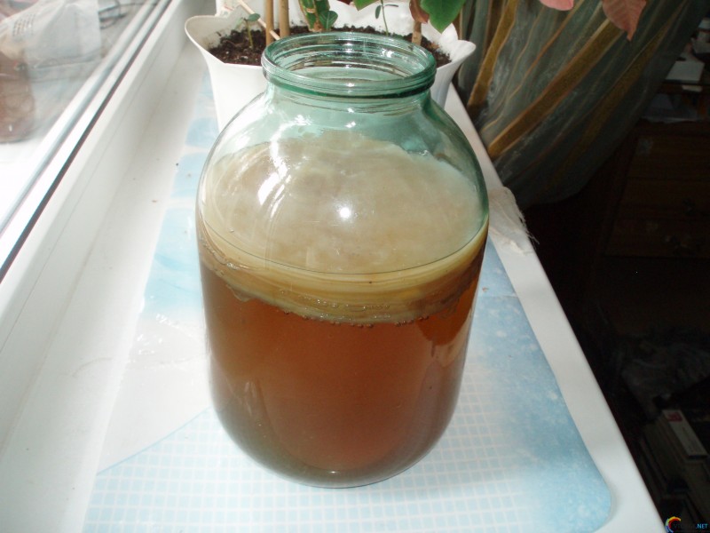 Kombucha