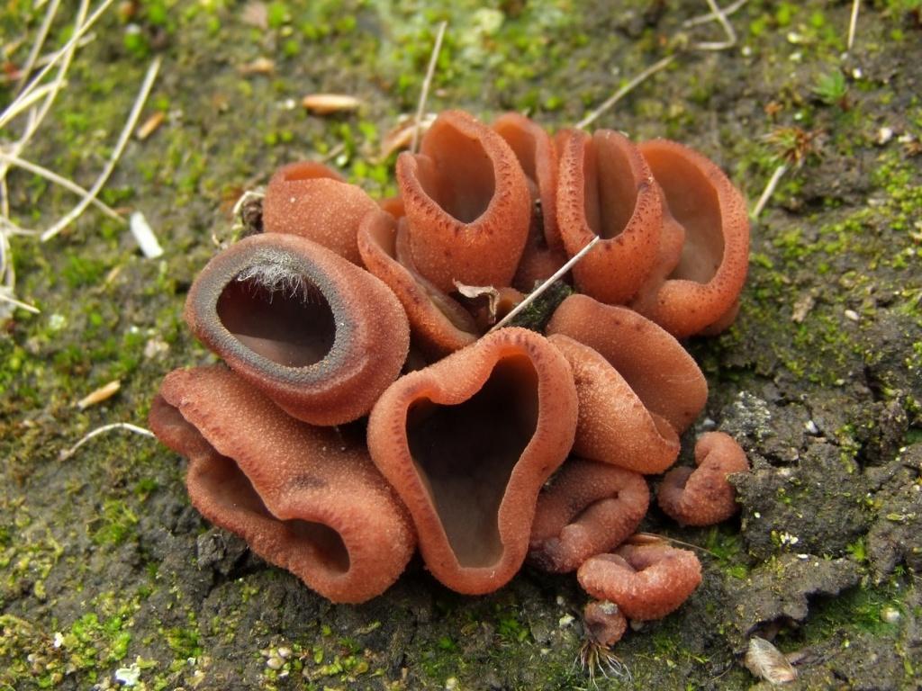 Тъмно кестен пипер