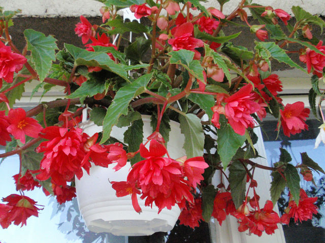 Ampel begonia