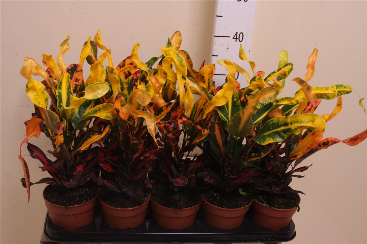 Кодиева мама