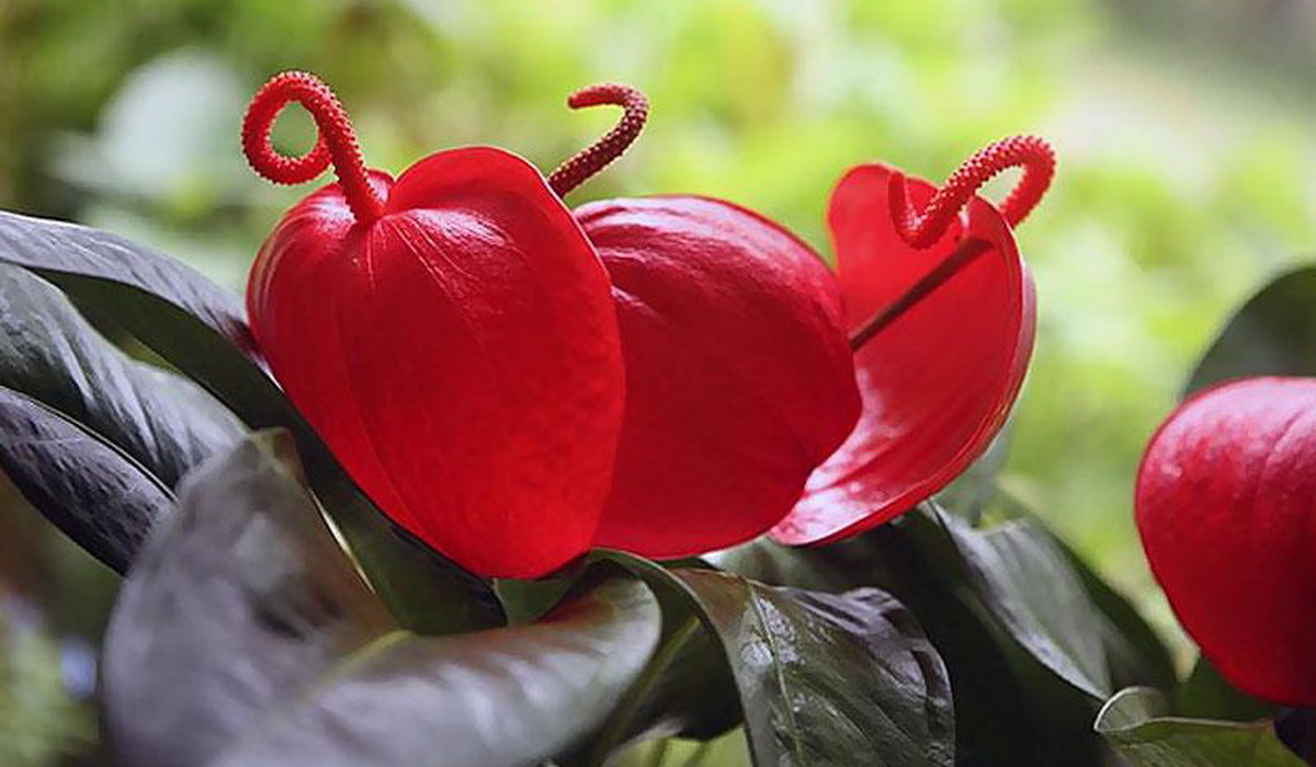 Anthurium Scherzer