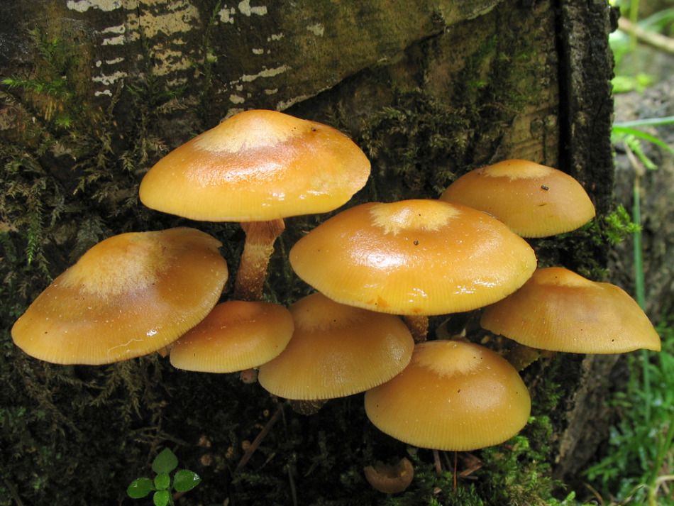 Меден агарик