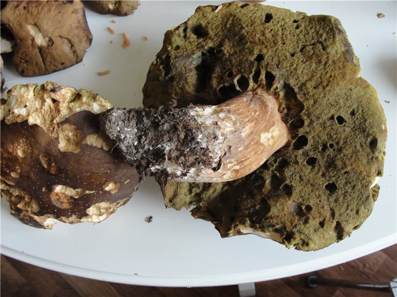 Червеи гъби