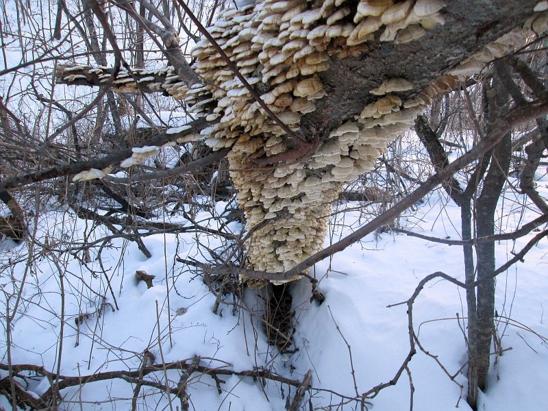 Žieminis austrių grybas