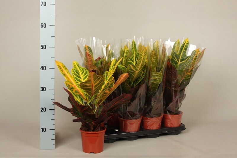 Kodium Отличен