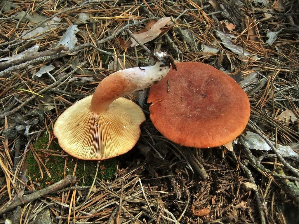 Lactarius Rufus