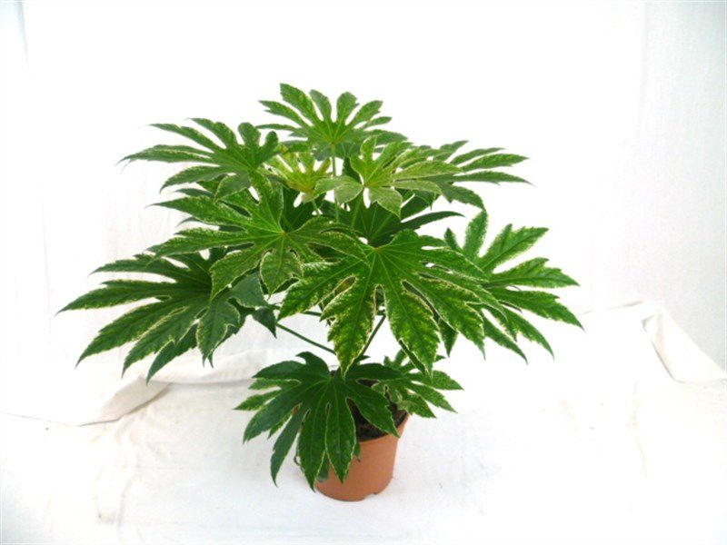 Fatsia