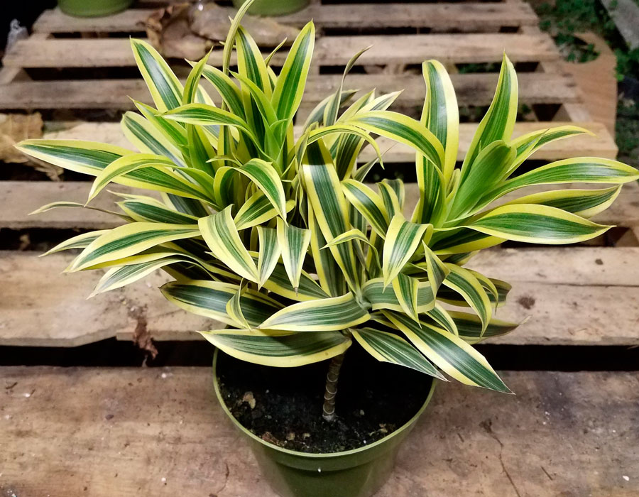 Dracaena