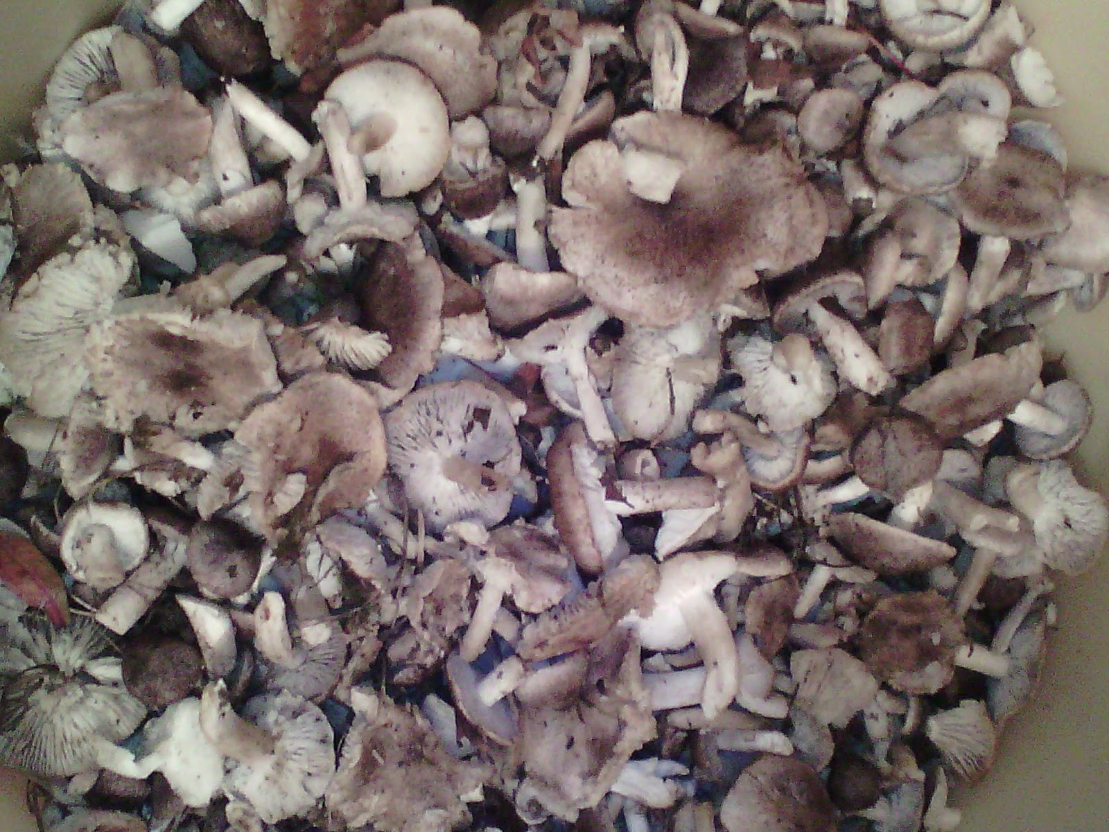 Събрани редове