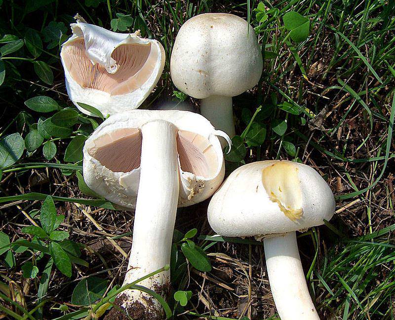 Champignon rood