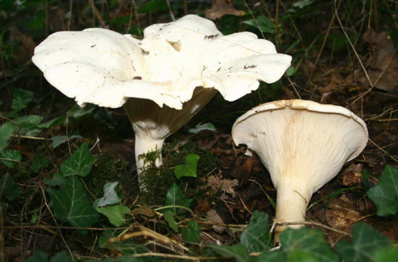 Clitocybe