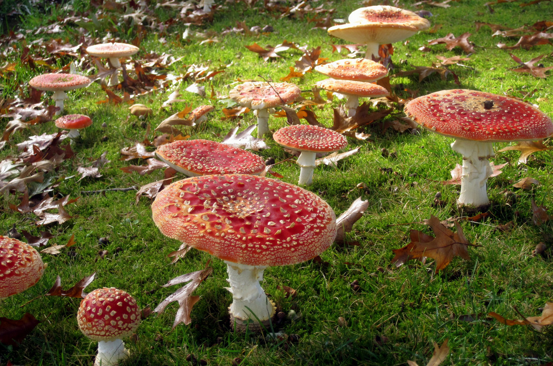 Лети агарик