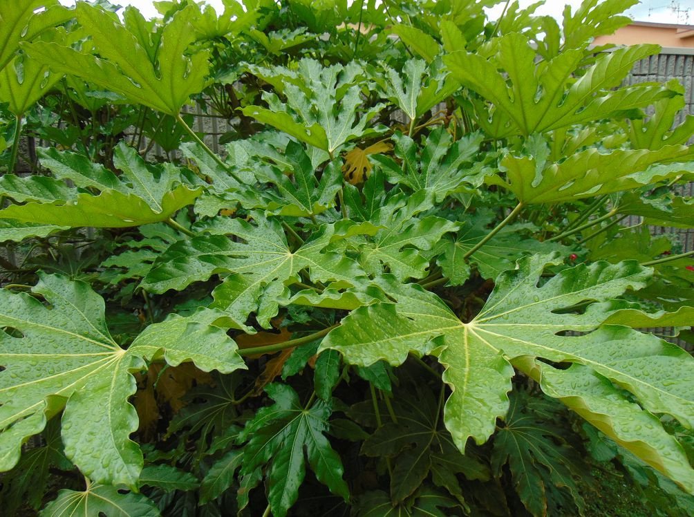 Fatsia