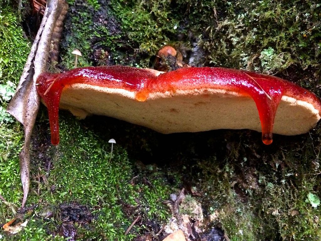 Чернодробни гъбички