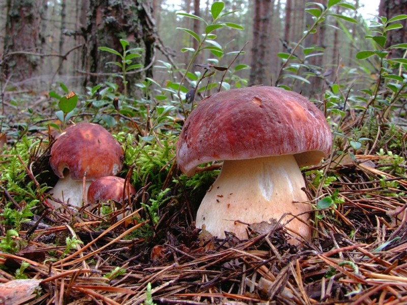 CEP