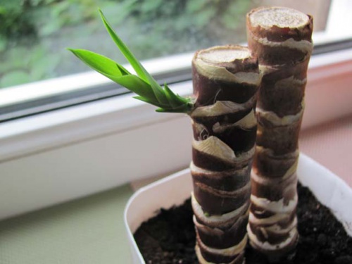 Юка резници