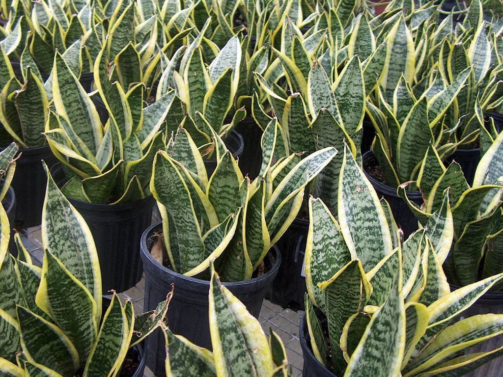 Sansevieria drieweg